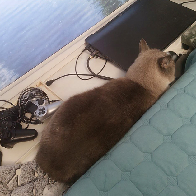 Такой котик живет у нас на передержке