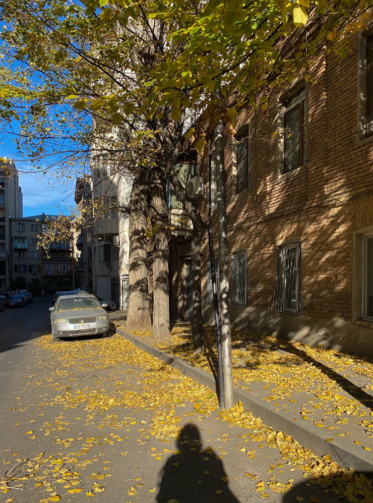 Листья желтеют и опадают только ближе к середине ноября