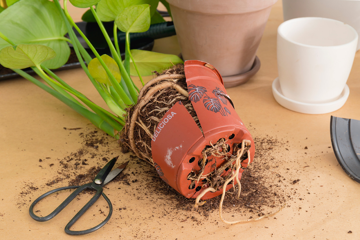 Это не фикус, а монстера, но видно, как она переросла горшок. Фотография: LeviaUA / Shutterstock / FOTODOM