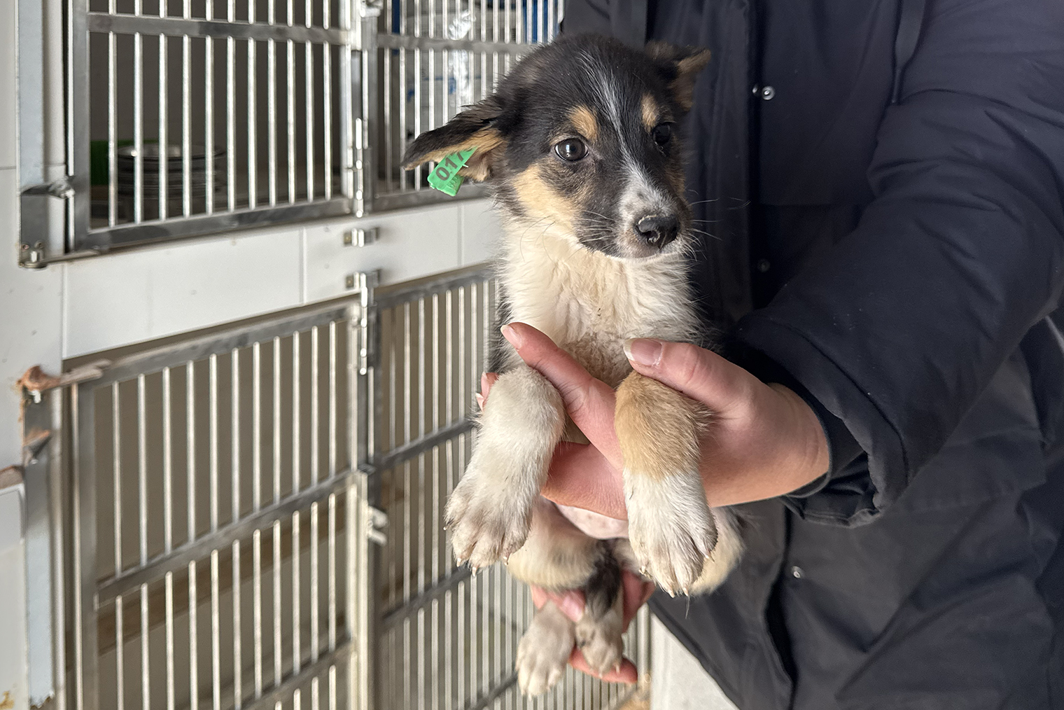 У щенков был вирусный энтеритЭнтерит — острое вирусное воспаление тонкого кишечника из-за вирусов. Им требовались постоянные капельницы и анализы крови для контроля показателей. Теперь они здоровы и прошли через те же процедуры, что и другие животные: вакцинация и чипирование