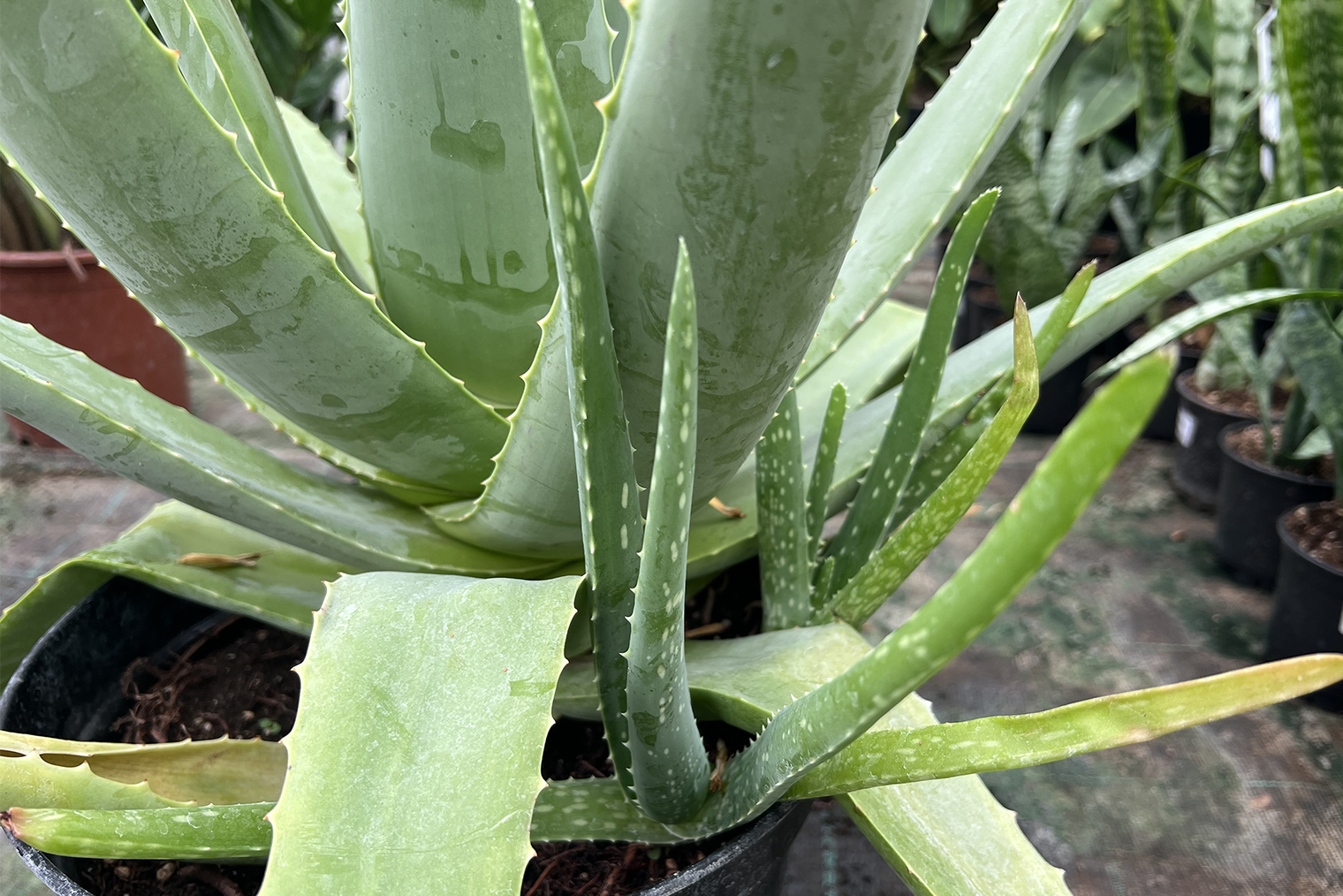 Детки алоэ у основания материнского растения