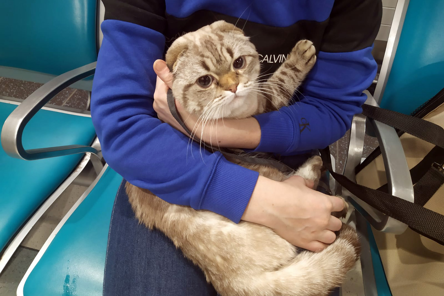 Замученный и испуганный кот после досмотра в Домодедове