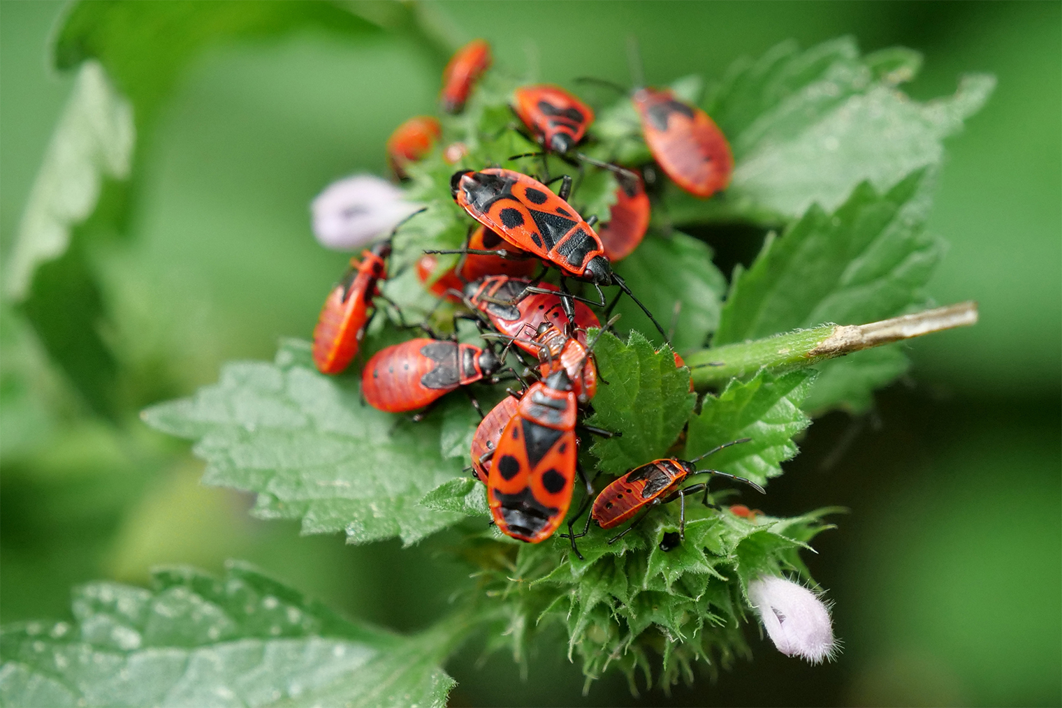 Клопы-солдатики живут колониями и по одному обычно не встречаются. Если такая колония одна на участке, я бы не стала от нее избавляться. Но когда они облепляют каждый побег смородины, пора принимать меры. © Harmony Video Production / Shutterstock / FOTODOM