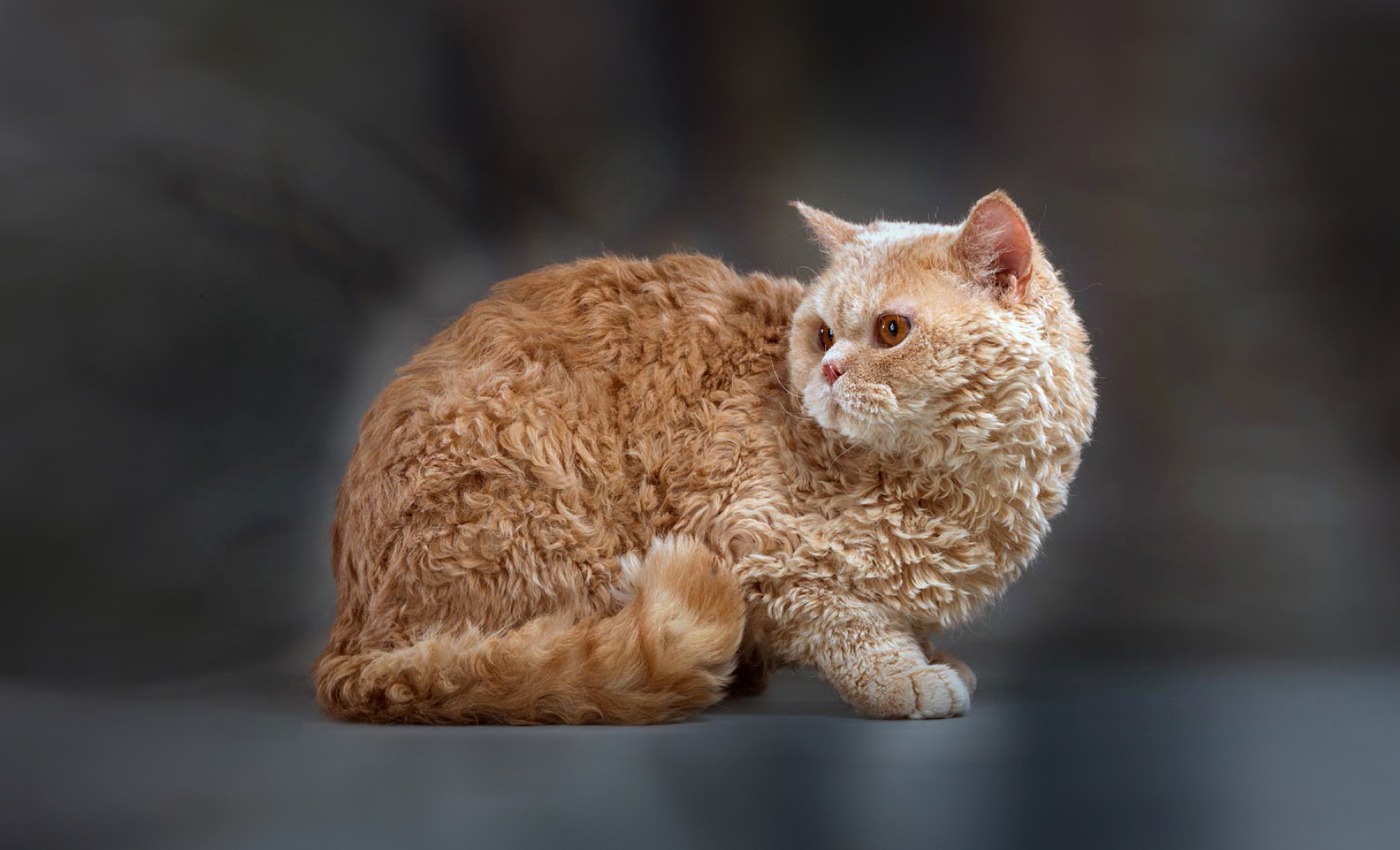 Селкирк рекс кошка