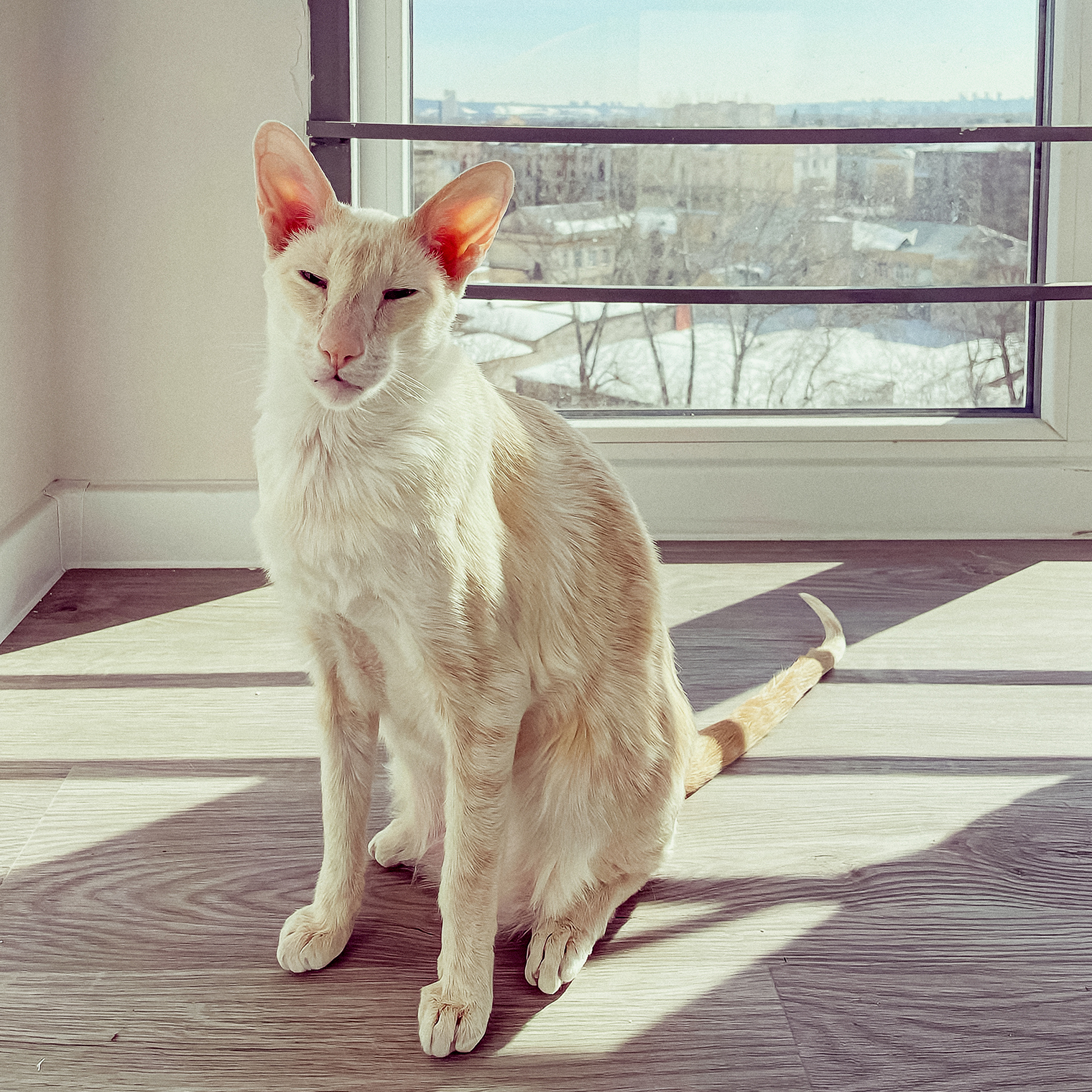 Наш кот Ершик