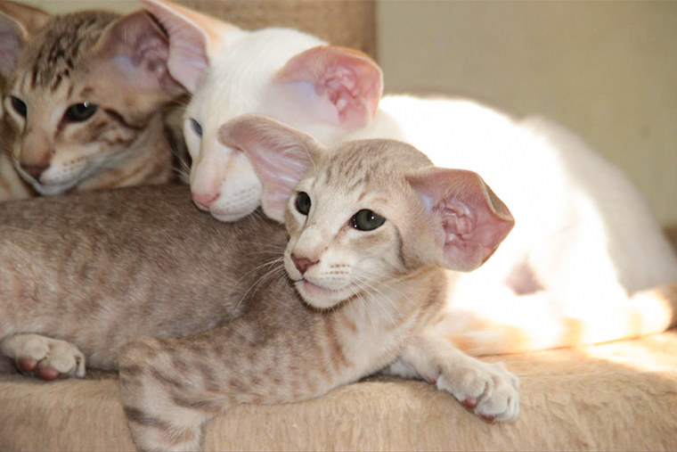 В центре кадра — мой котик Лева из питомника O*Kay Kantri Park’s. Самый светлый котенок рядом — его сиамский брат. Фотография: Лилия Шулико