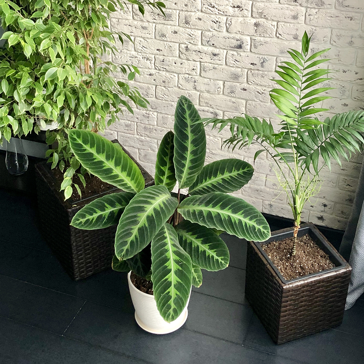 Цветущая хамедорея в интерьере. Если присмотреться, ниже листьев можно увидеть хвостики-елочки, совсем непохожие на привычные нам цветы