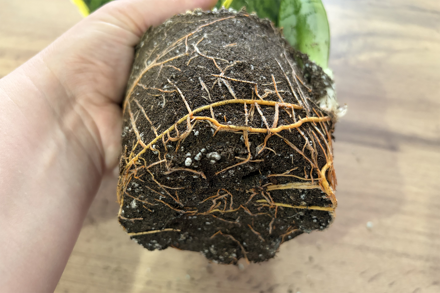 Но я пока этого не сделала, так как корневая система еще не заполнила весь объем свободного грунта, поэтому с пересадкой можно повременить