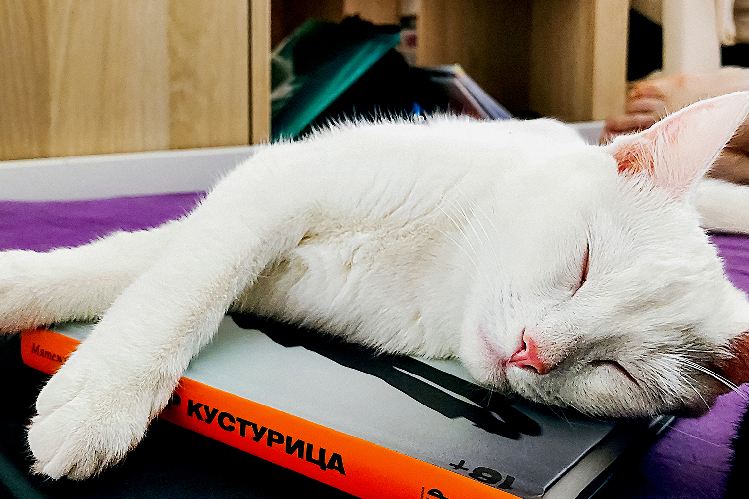 Это мой кот