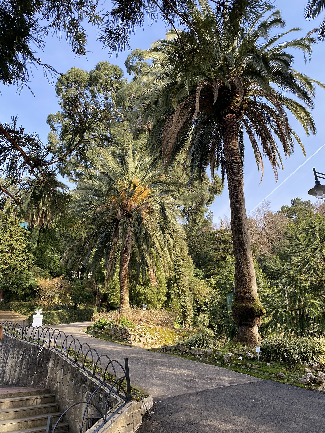 Фото из Ботанического сада в Батуми