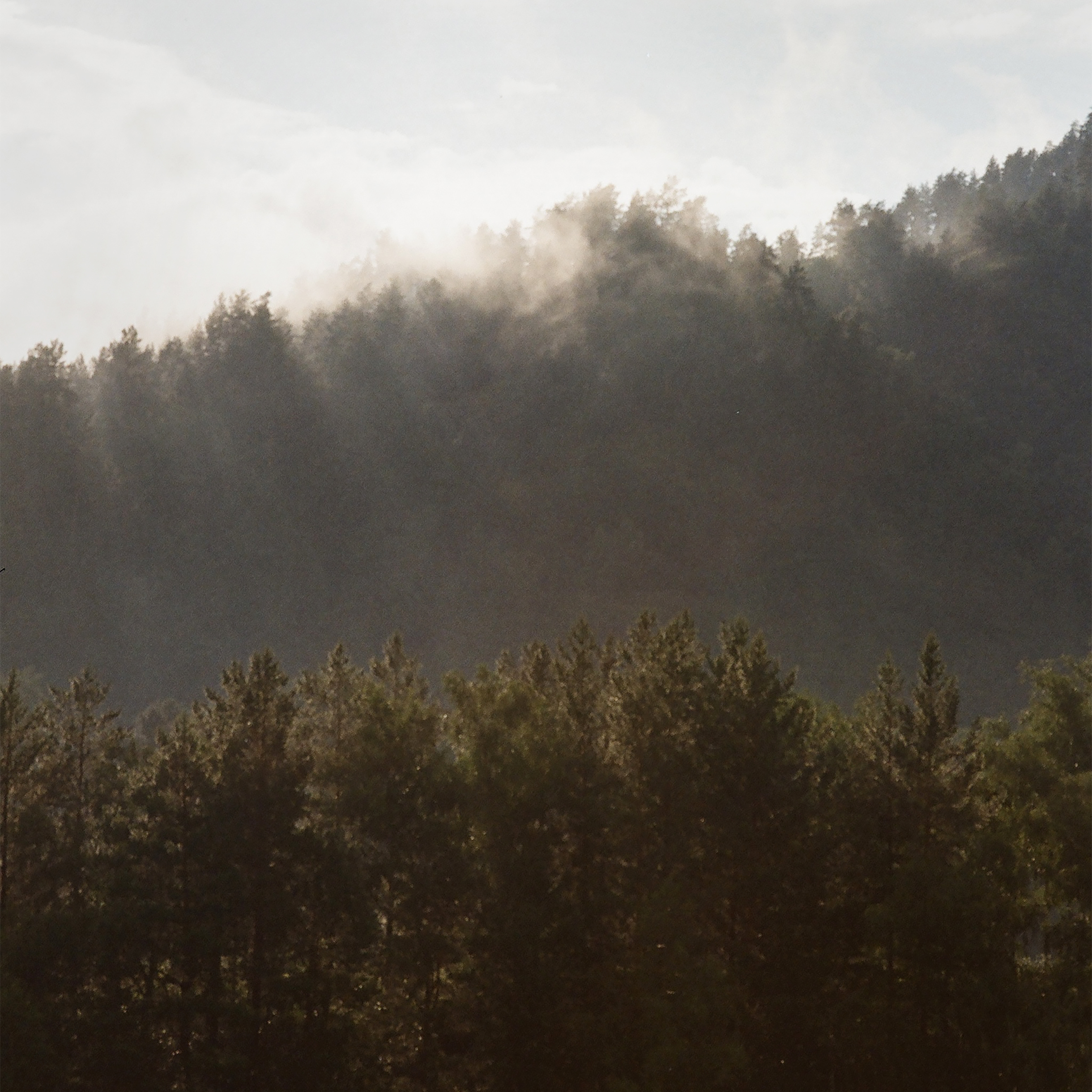 Вечерний туман цеплялся за верхушки деревьев