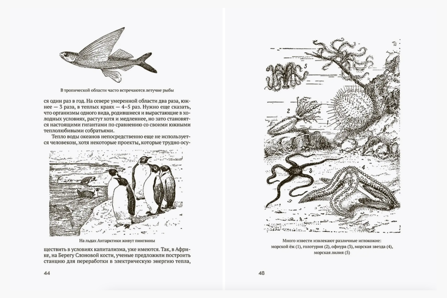 Книга «Океан» 1955 года из серии «Советское наследие» черно-белая, но от этого не менее интересная. Источник: wildberries.ru