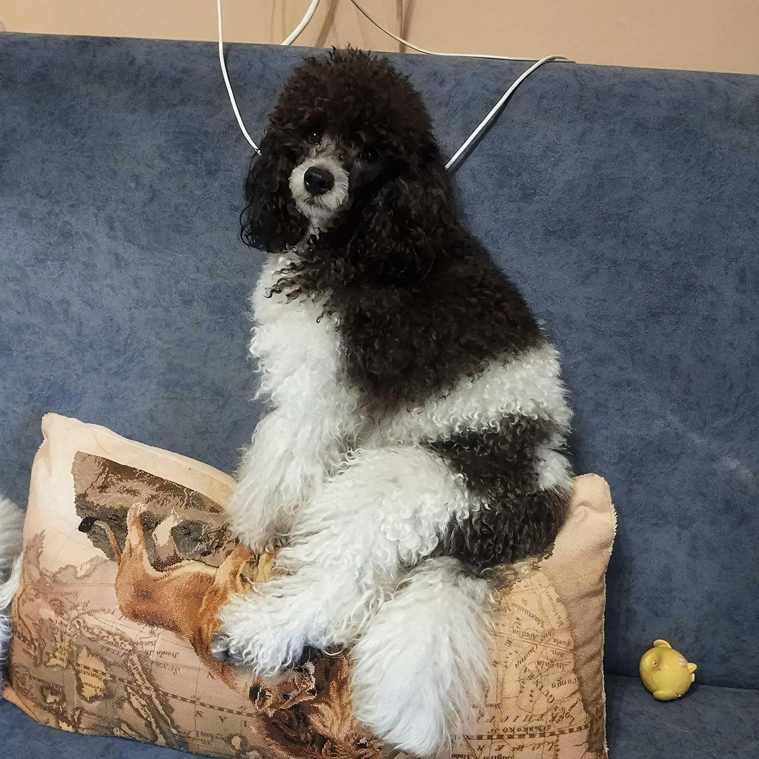 Минилай умеет устроиться удобно