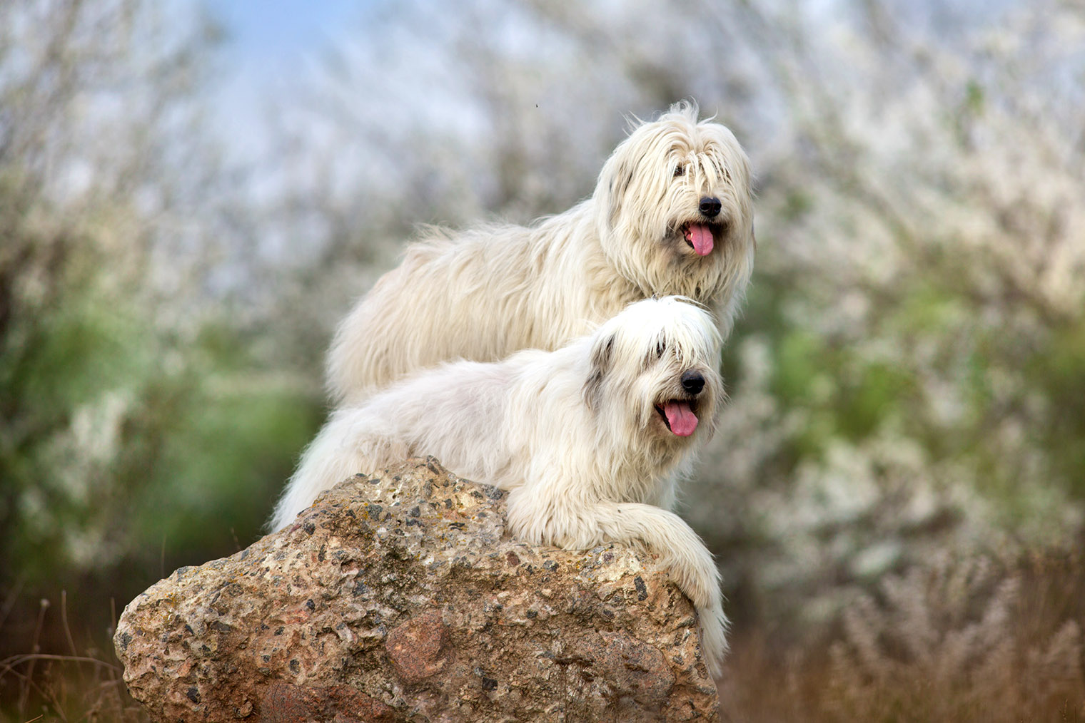 Южнорусские овчарки крупные и мохнатые. Фотография: Kwadrat / Shutterstock / FOTODOM