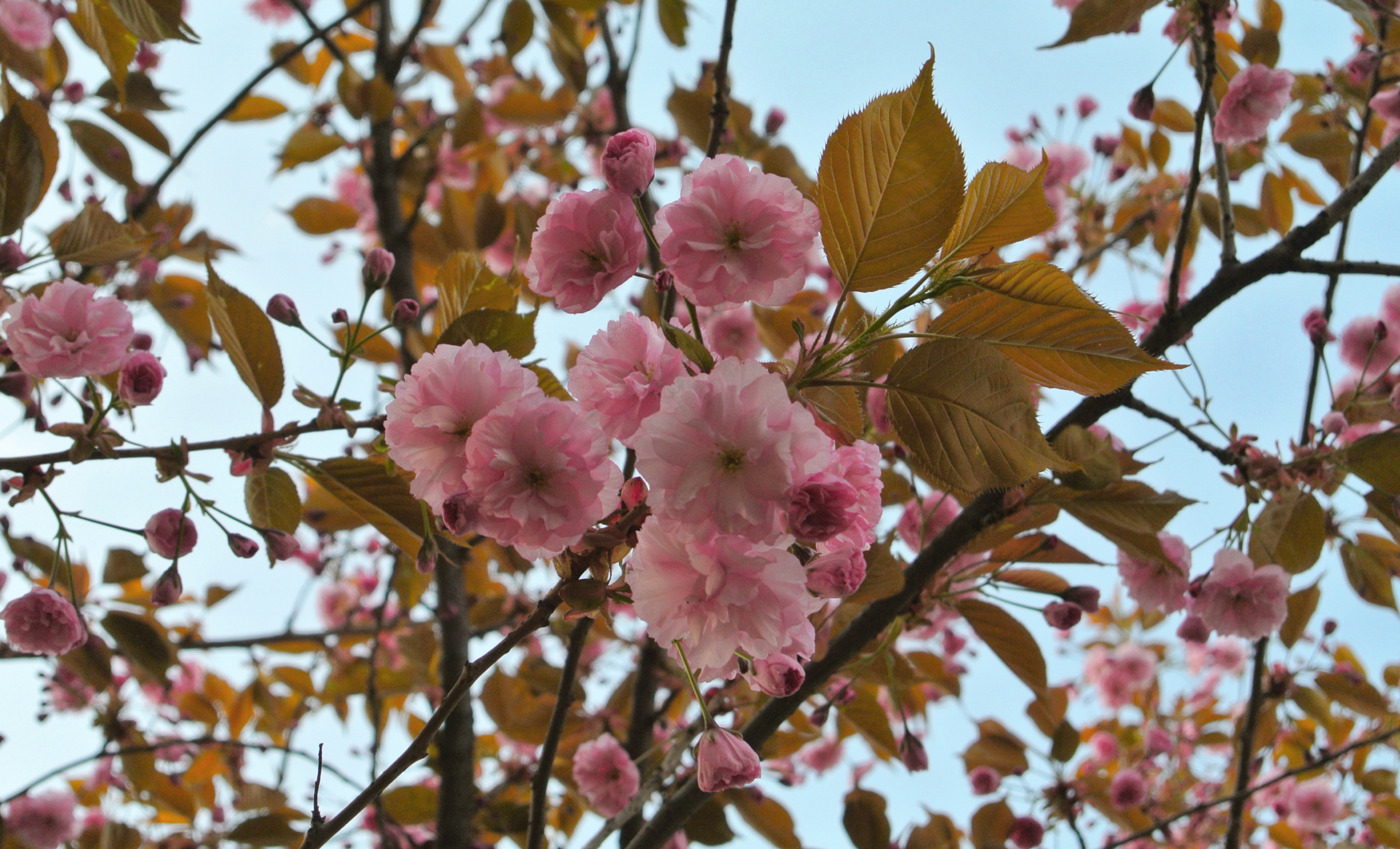 Сад «Василеостровец»