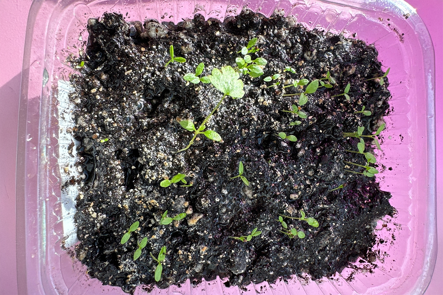 В феврале 2025 года корневой сельдерей пришлось сеять дважды. После первого сева взошел только один росток. Второй раз сеяла в тот же контейнер примерно через 10 дней