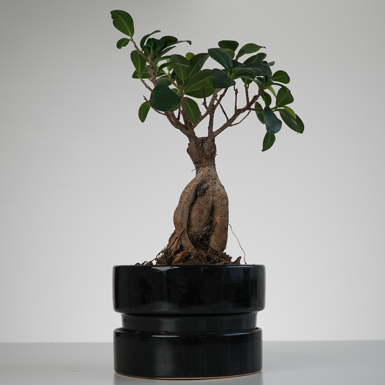 Это бонсай из фикуса, но из шеффлеры можно сформировать похожий. Фотография: eroxx / Shutterstock / FOTODOM