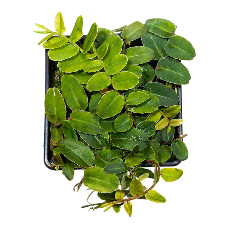 Маркгравия