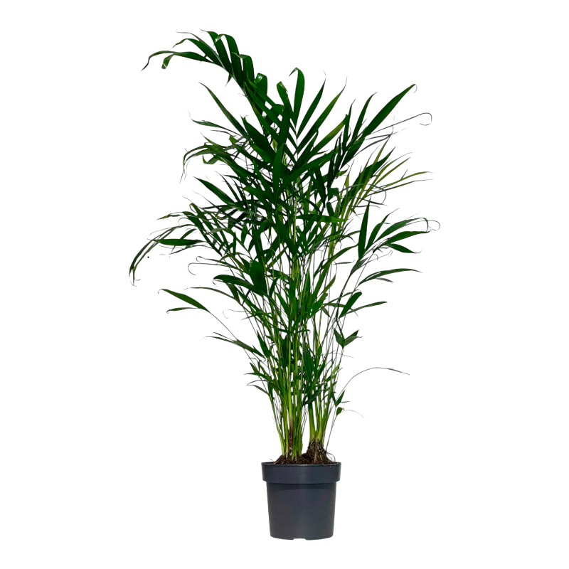 Хамедорея Сейфриза