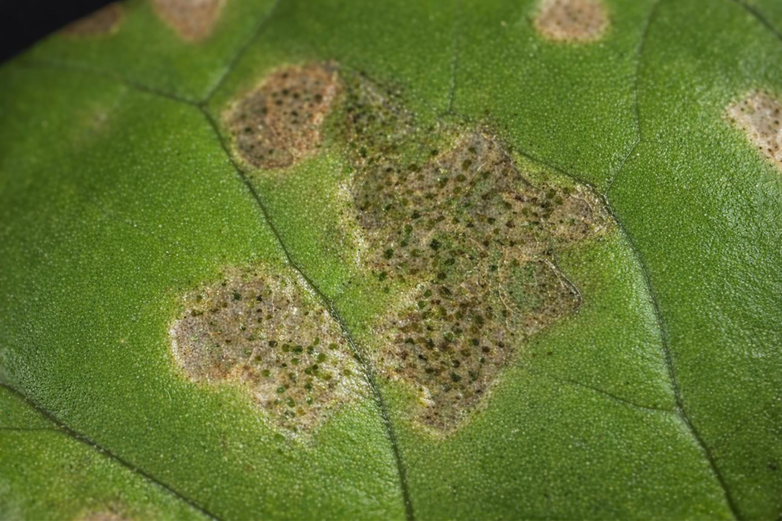 Так выглядит трипс