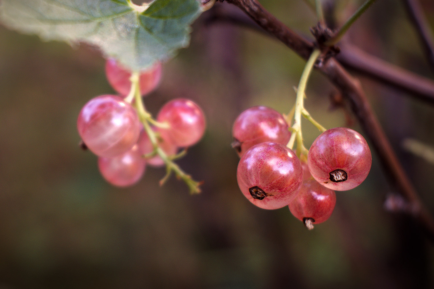 Цвет плодов у розовой смородины менее интенсивной окраски, чем у красной. © Lufer / Shutterstock / FOTODOM