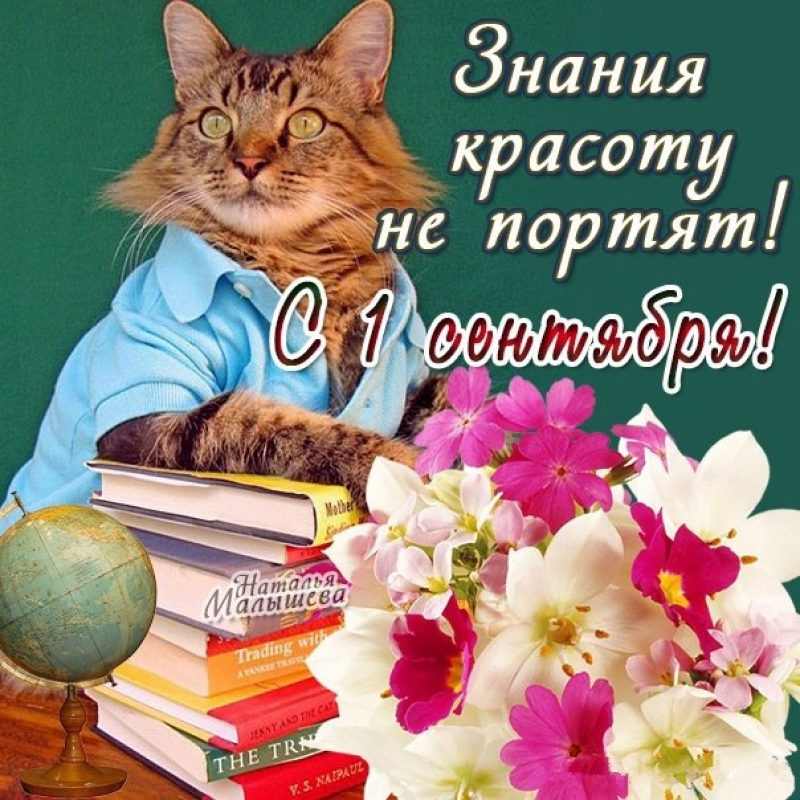 Кот с учебниками