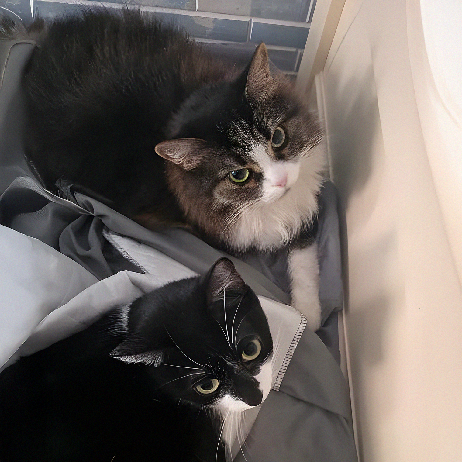 Мои кошки: Белла — черепаховая, Лиза — черно-белая