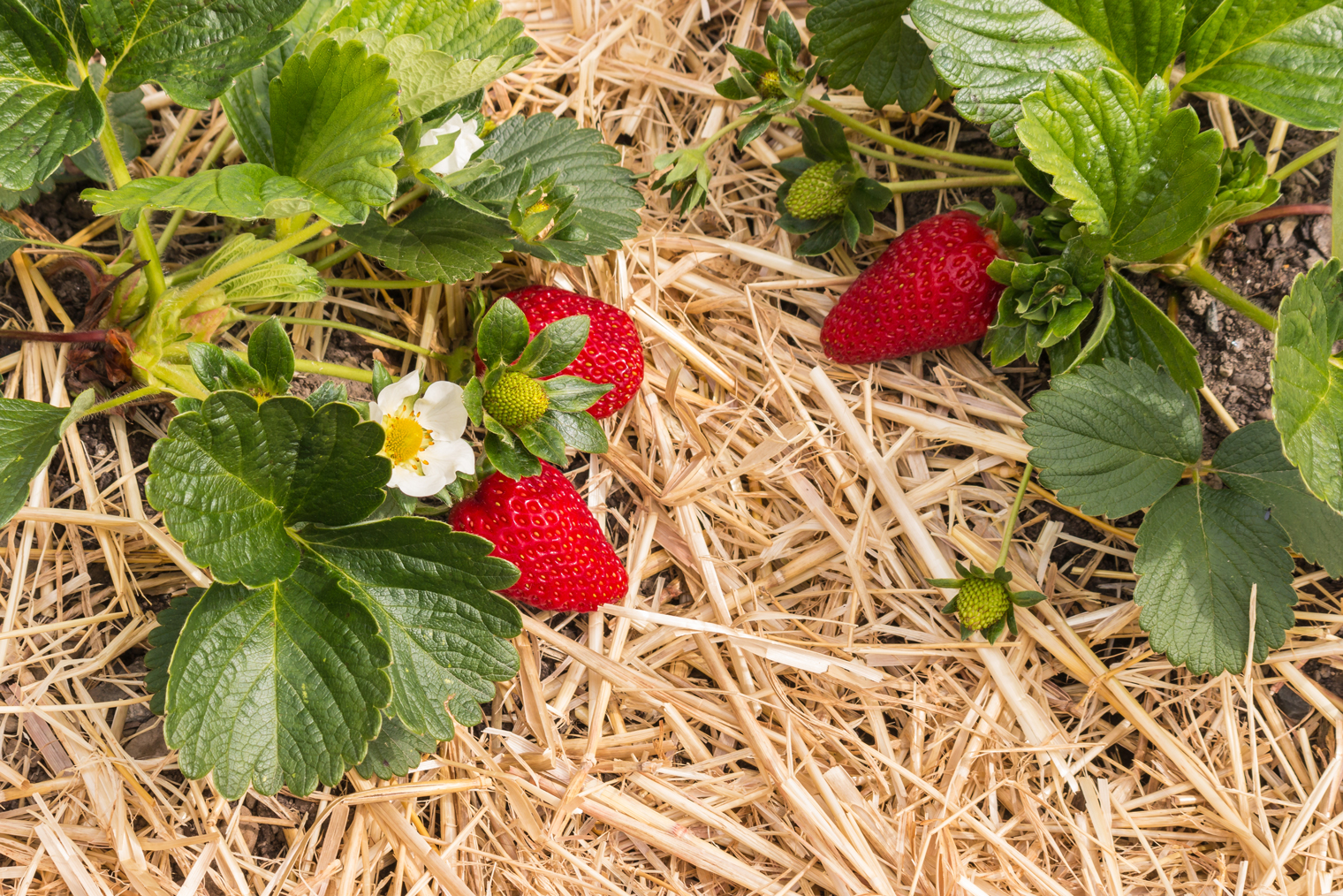 Солома и сено хороши еще и тем, что ягоды не будут соприкасаться с землей и останутся чистыми даже после дождей и поливов. Фотография: patjo / Shutterstock / FOTODOM