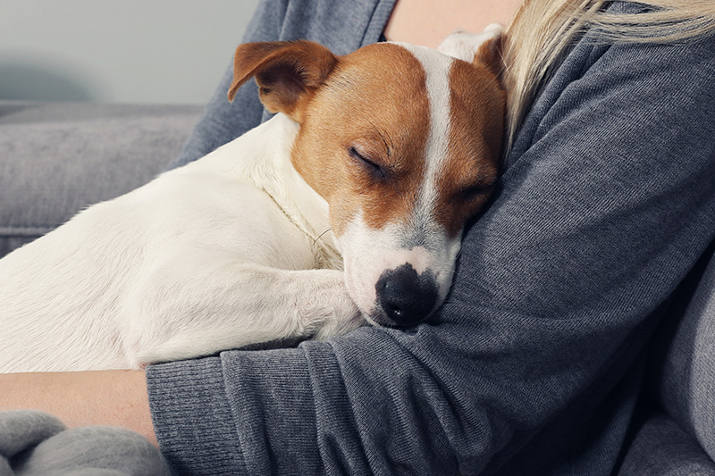 Поддержите собаку