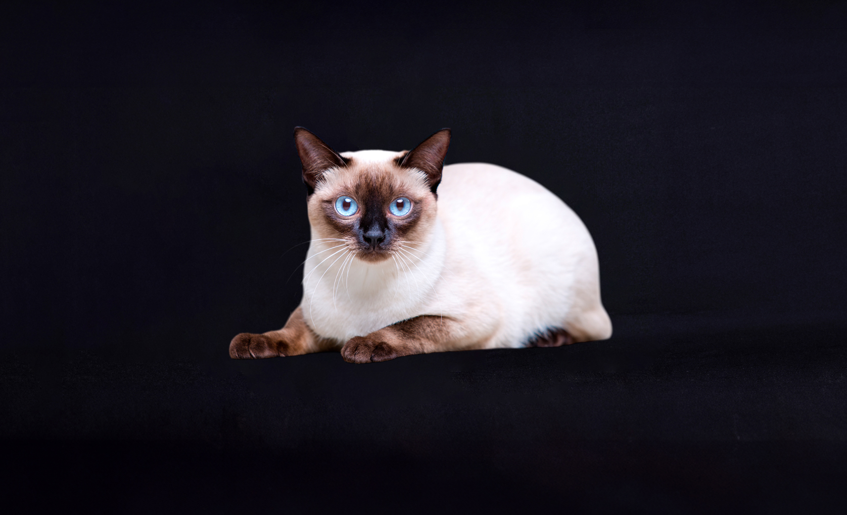 Меконгский бобтейл