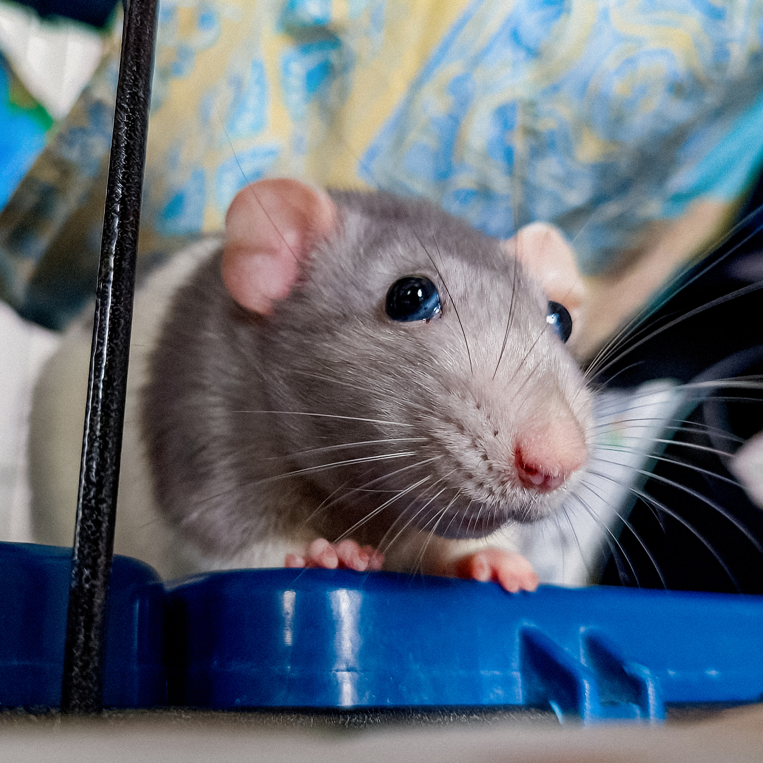 Семечка готовится к выходу в открытый космос, а точнее — на кровать