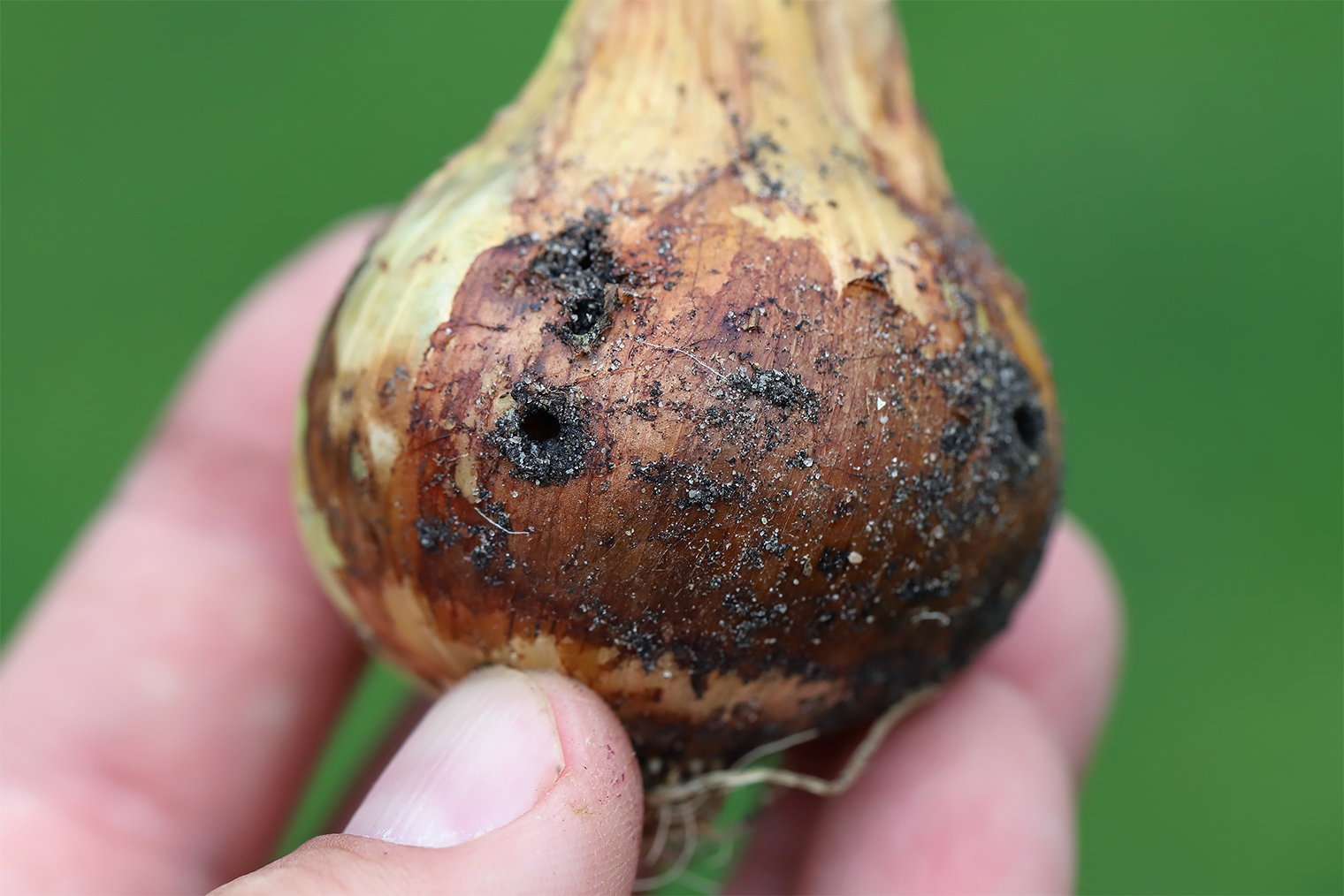 Проволочник подъел луковицу. © Tomasz Klejdysz / Shutterstock / FOTODOM