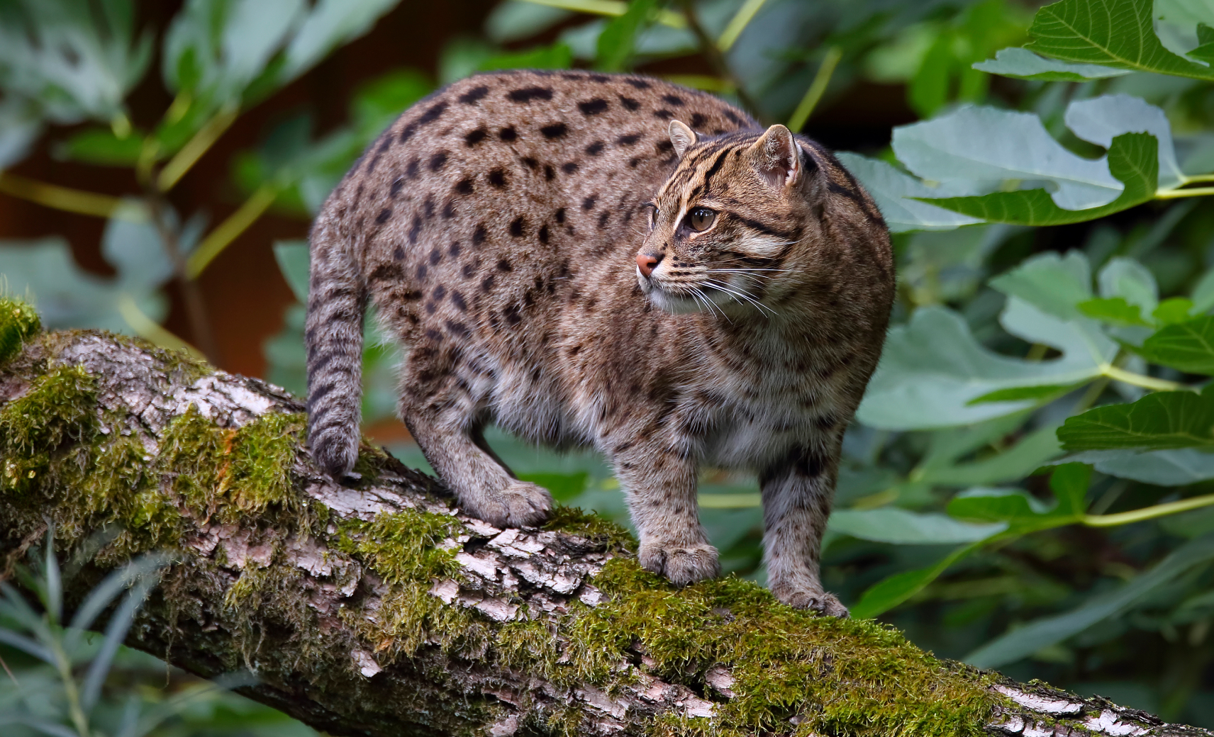 Кошка-рыболов
