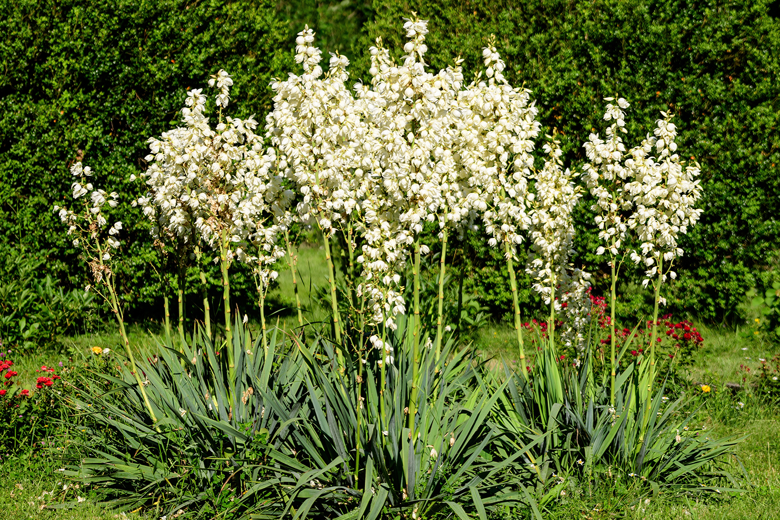 Юкка цветет и, вероятно, пахнет — но не в домашних условиях. Фотография: Cristina Ionescu / Shutterstock / FOTODOM