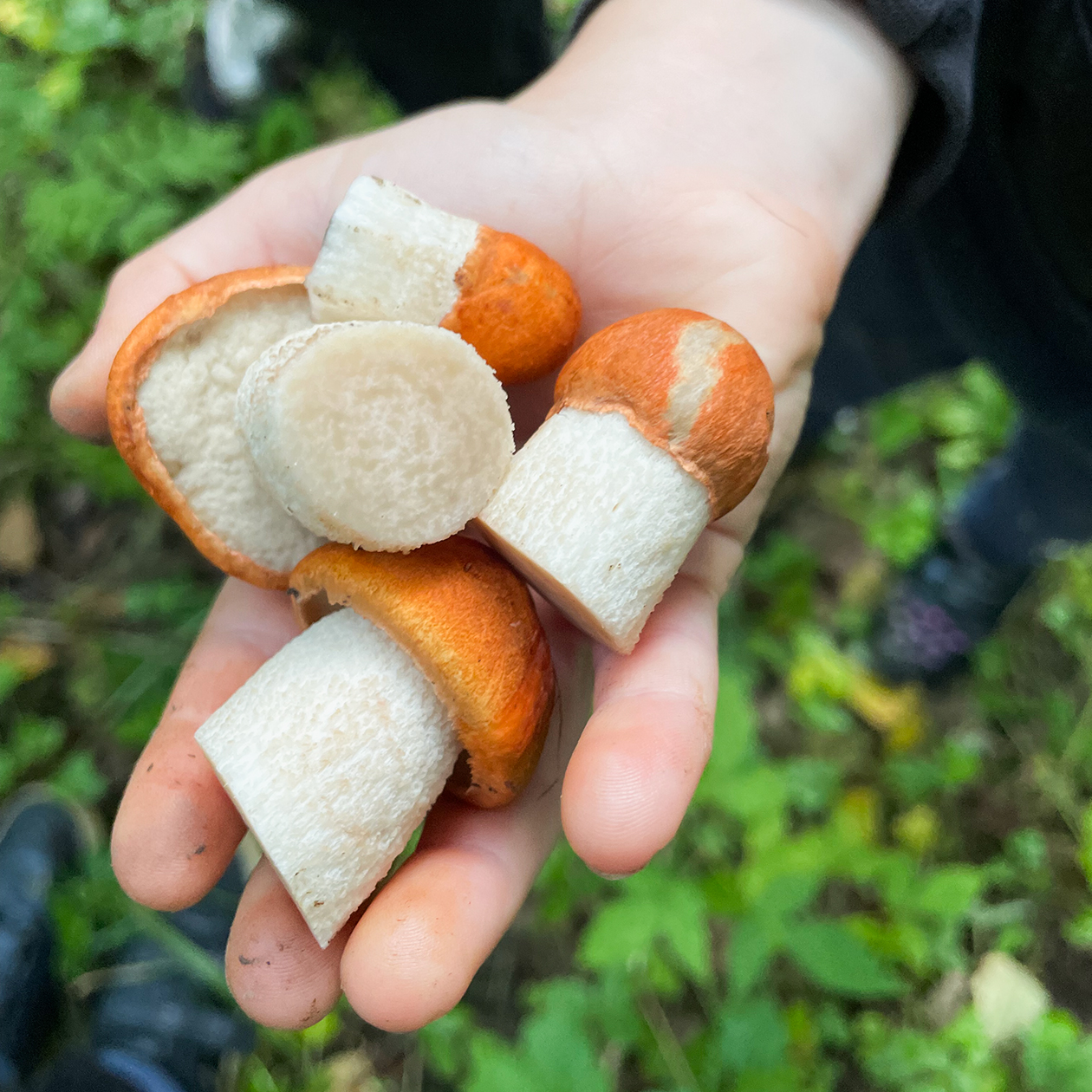 Набрали подосиновиков