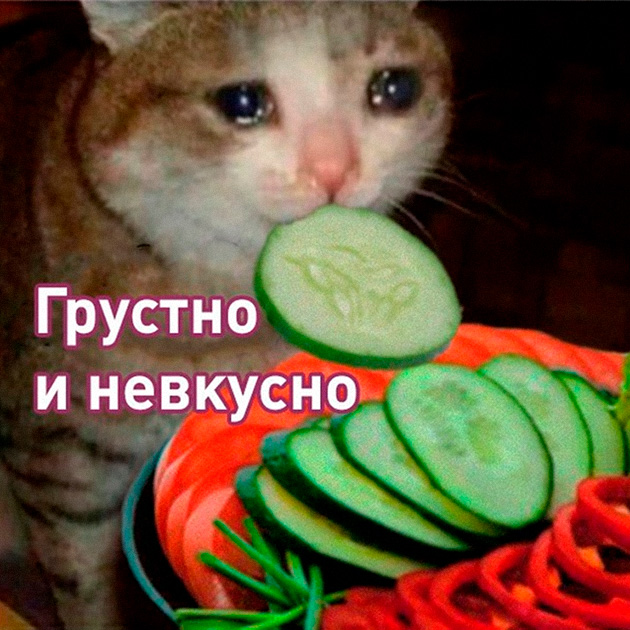 Грустно но вкусно мем с котом Как живет студентка-физик в австрийском Линце с доходом около 950 €