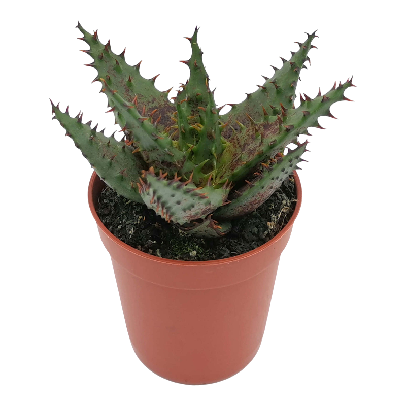 Алоэ устрашающее