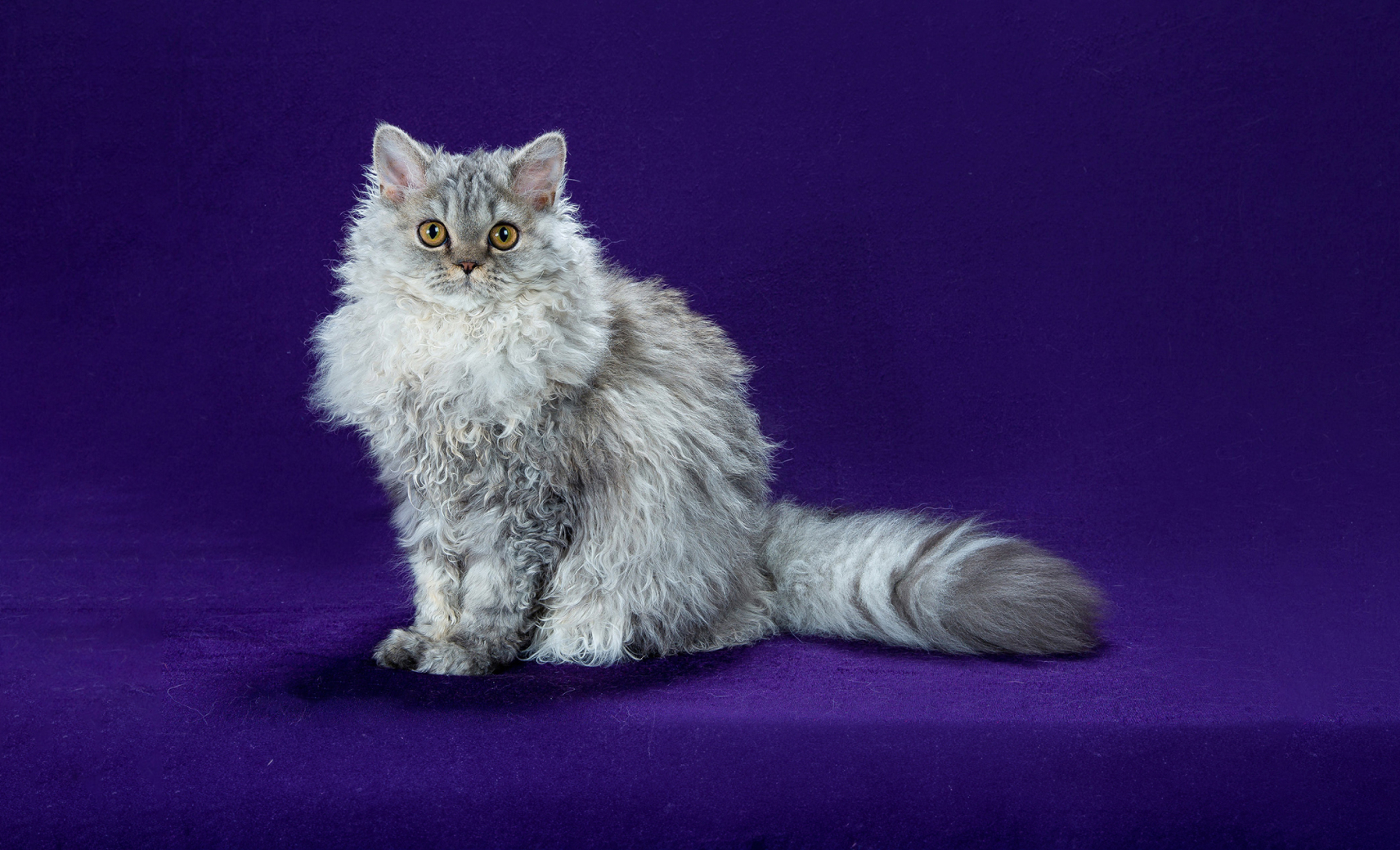 Селкирк-рекс