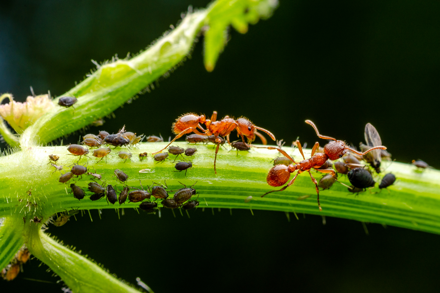 Черная тля и муравьи на ветке кабачка. Фотография: andreibucataru.ro / Shutterstock FOTODOM