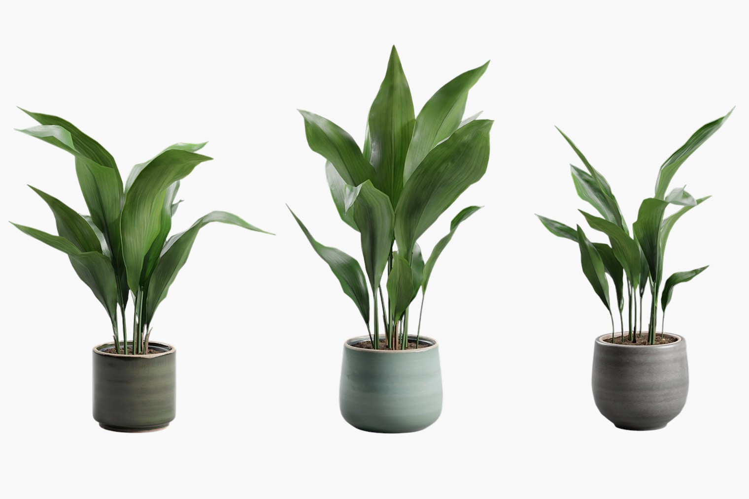 Листья аспидистры часто сравнивают с лилиями, но они более декоративные. © FrameRare / Shutterstock / FOTODOM