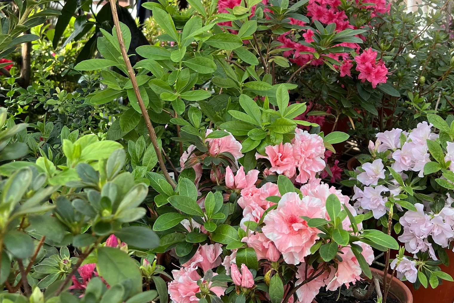 В теплицах, где света достаточно, подсветка не обязательна