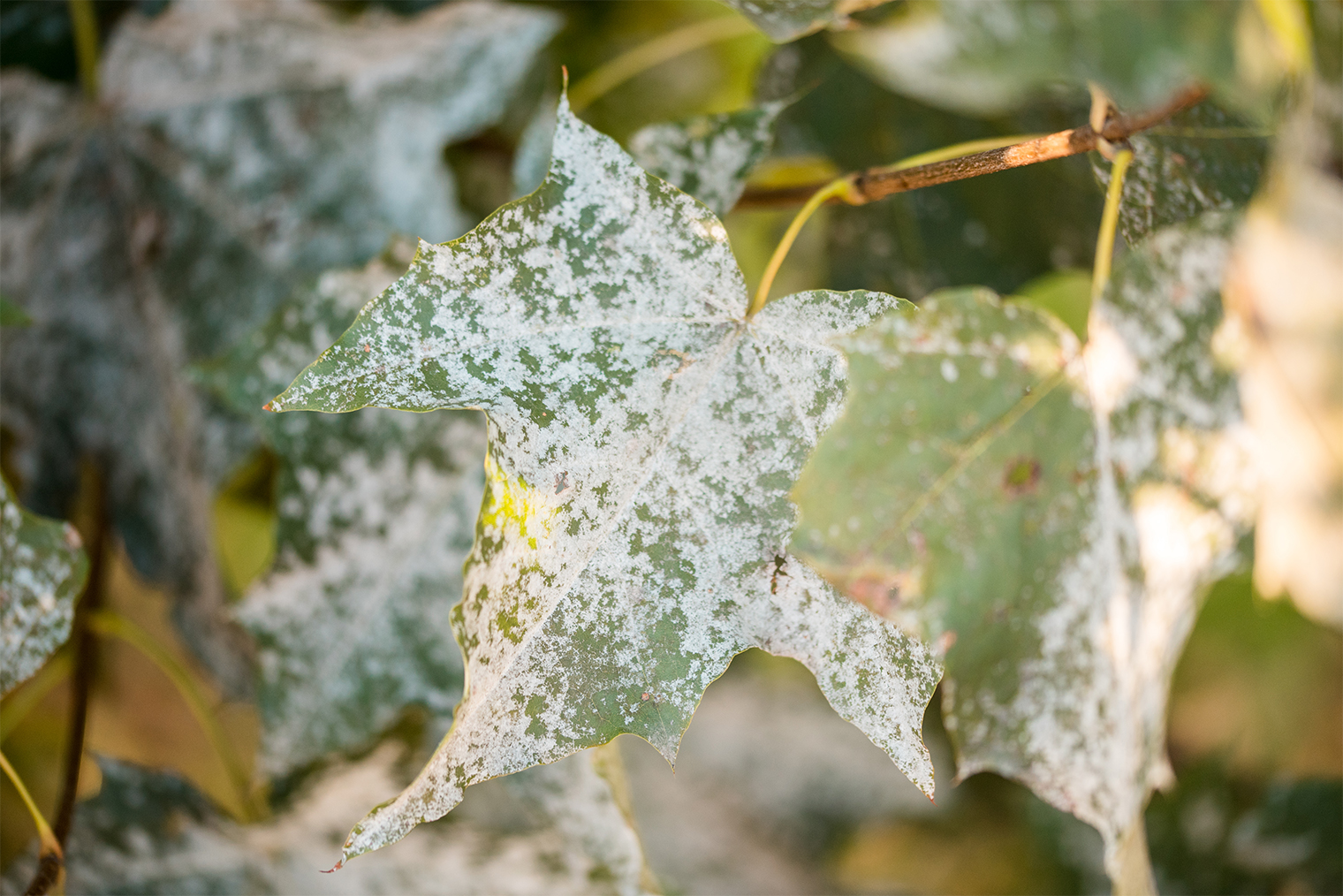 Мучнистая роса на листьях. © Irishasel / Shutterstock / FOTODOM