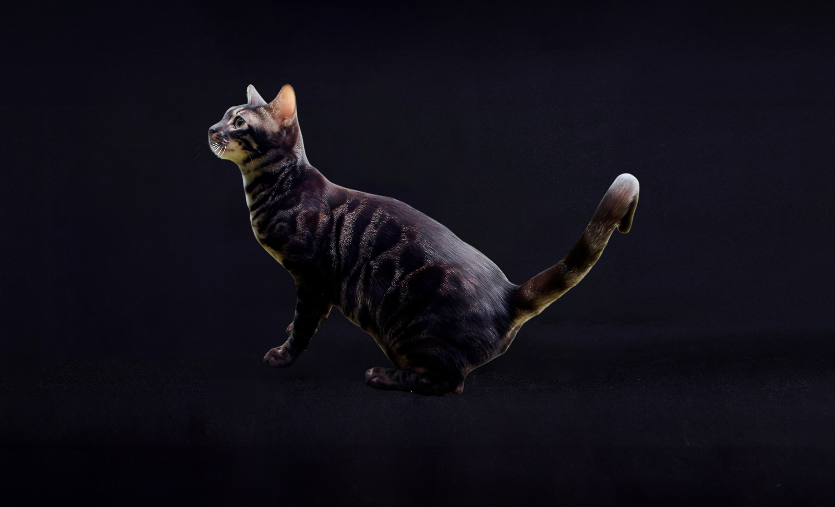 Бенгальская