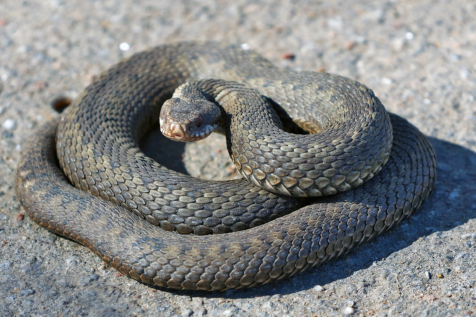⛔️ У гадюк множество окрасов, но всегда есть сплошной зигзагообразный узор на спине. Фотография: JetKat / Shutterstock / FOTODOM
