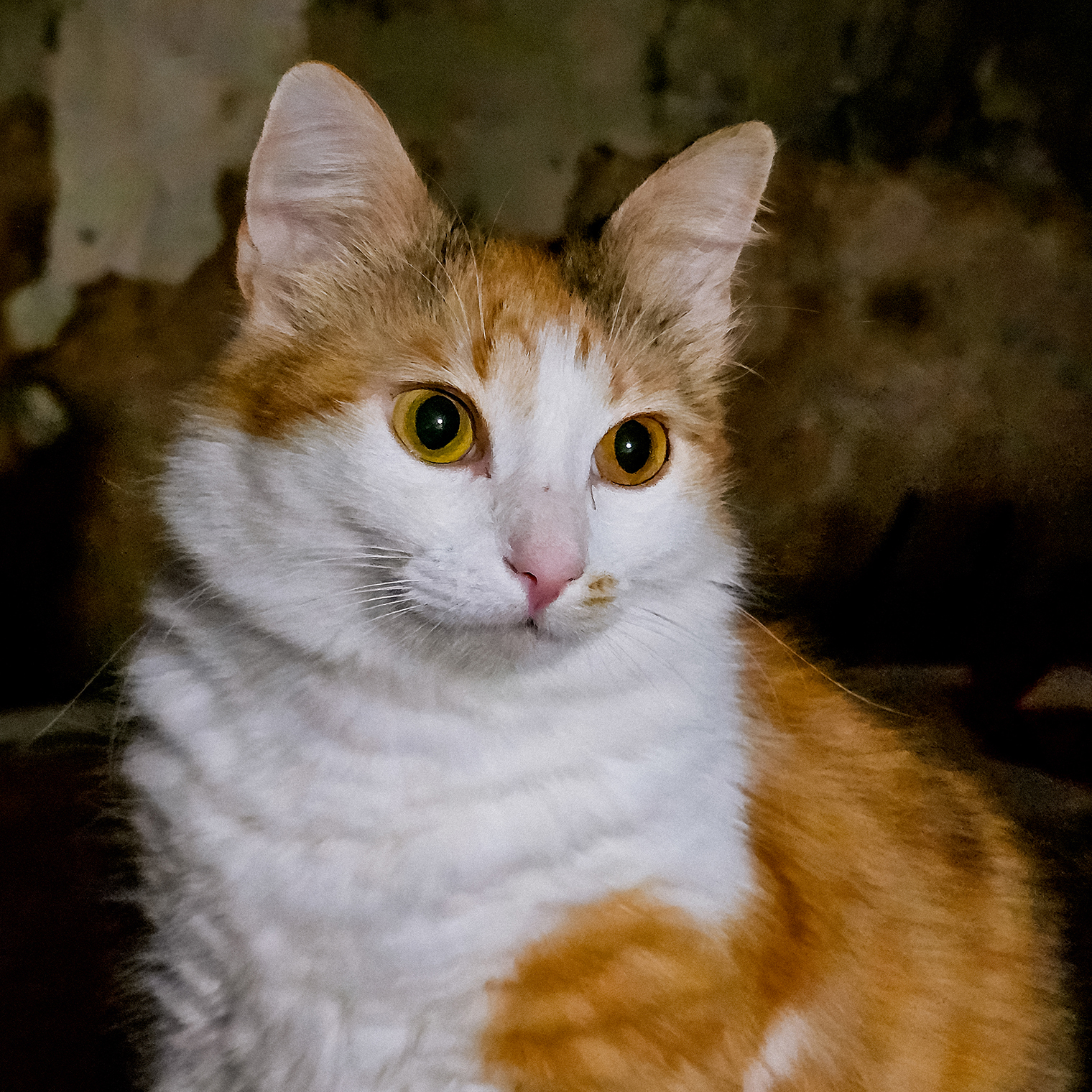 Сыночек — озорная кошка