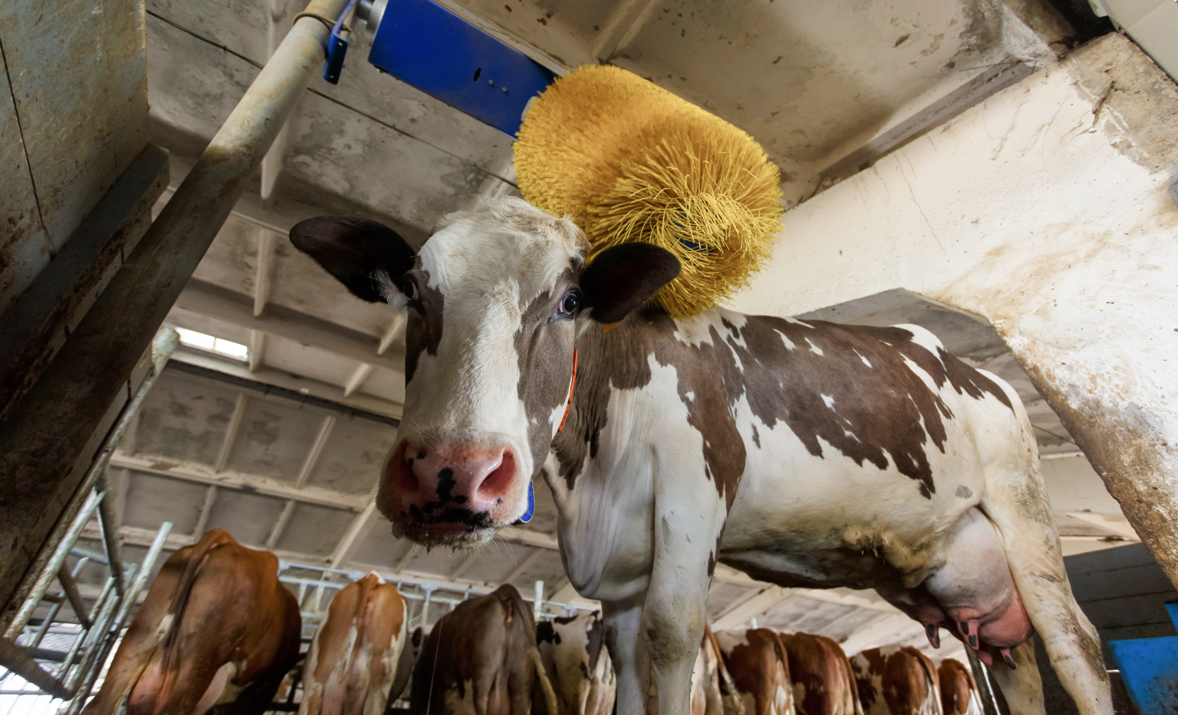 Бьюти-процедуры — способ коров справиться со стрессом