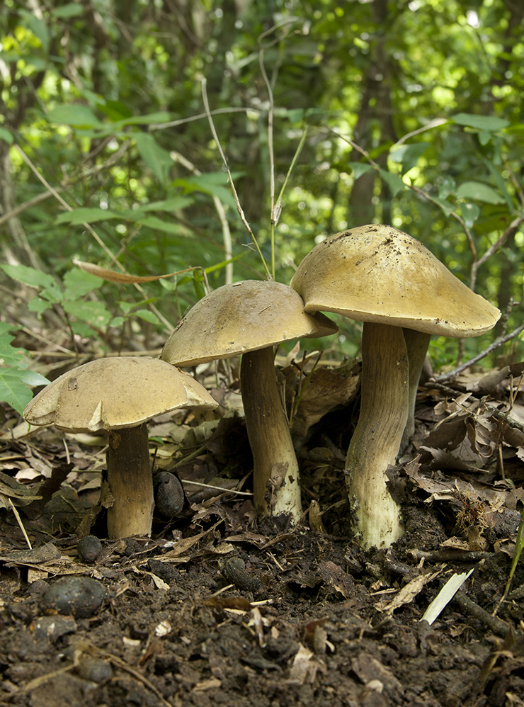 Желчный гриб. Фотография: Σ64 / Wikimedia Commons