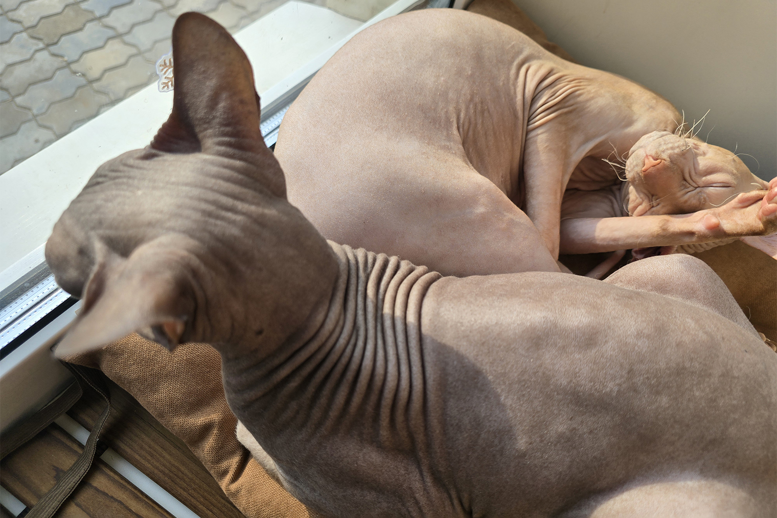 Коты раз и два: сфинкс Шуруп и его рыжеватый собрат Винтик. Первый — ласковое, добродушное существо, интеллигентен, аккуратен. Второй — голубая кровь, белая кость и вечно недовольное, кхм, лицо