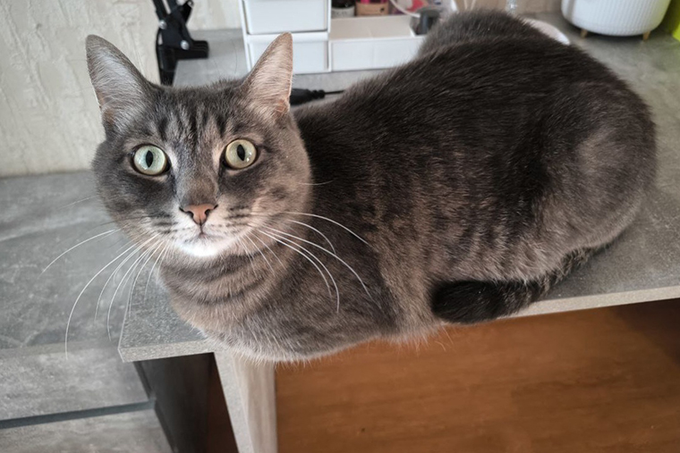 Кот наблюдает за мной