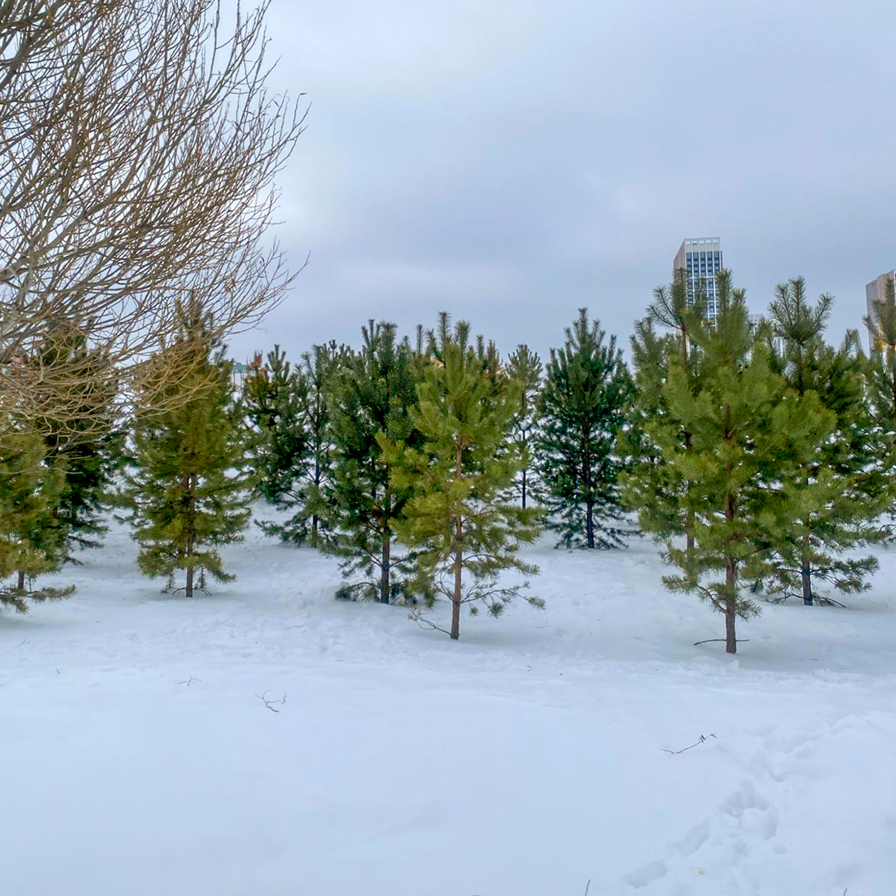 Вышли на прогулку в парк вместо музыкальной школы